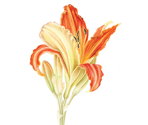 coloured pencil day lily