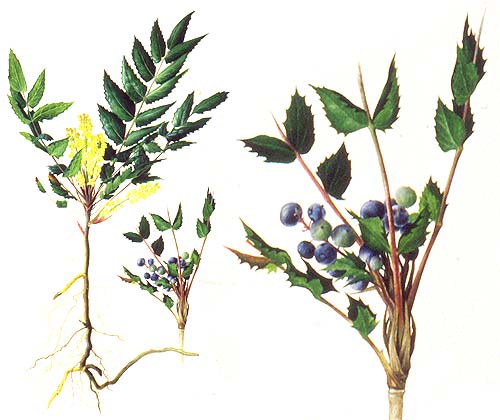 watercolour oregon grape