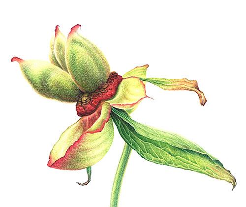 coloured pencil paeonia